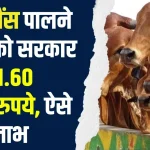 Loan Yojana : गाय-भैंस पालने वालों को सरकार दे रही 1.60 लाख रुपये, जाने कैसे उठाए आप भी लाभ