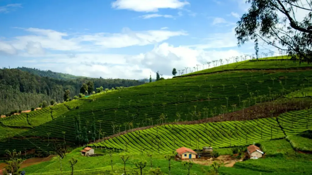 Coonoor