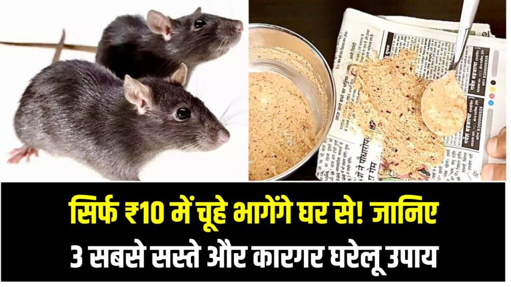 Rat Problem Solution: सिर्फ ₹10 में चूहे भागेंगे घर से! जानिए 3 सबसे सस्ते और कारगर घरेलू उपाय