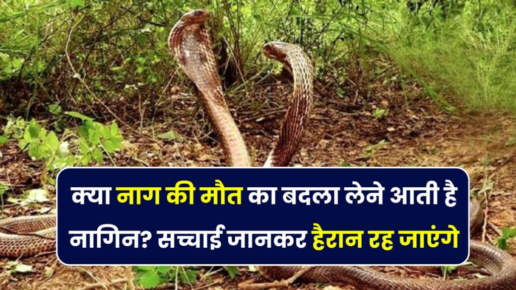 क्या नागिन सच में लेती है बदला? नाग की मौत के पीछे छिपे रहस्य जानकर आप चौंक जाएंगे!