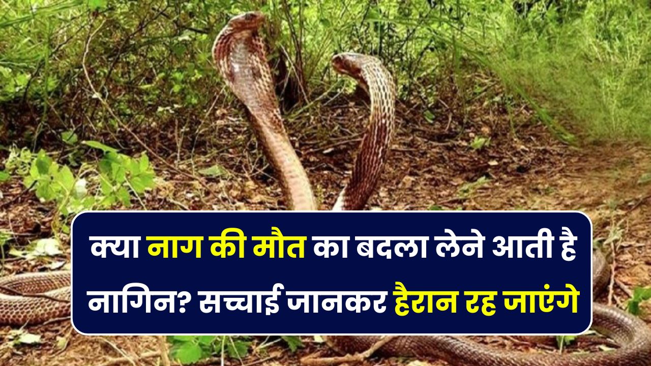 क्या नागिन सच में लेती है बदला? नाग की मौत के पीछे छिपे रहस्य जानकर आप चौंक जाएंगे!
