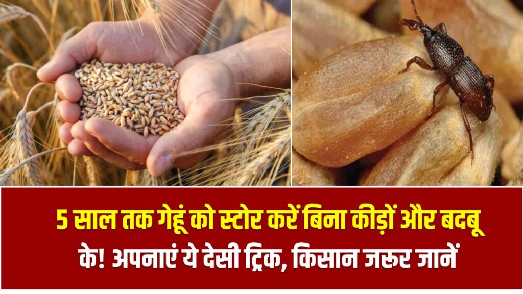 Wheat Storage Tips: 5 साल तक गेहूं को स्टोर करें बिना कीड़ों और बदबू के! अपनाएं ये देसी ट्रिक, किसान जरूर जानें