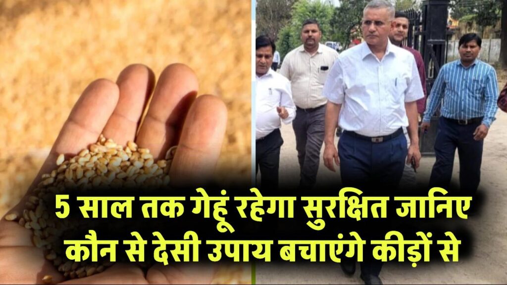 Wheat Storage Tricks: 5 साल तक गेहूं में नहीं लगेंगे कीड़े! जानिए कौन-से देसी उपाय रखेंगे आपका अनाज सुरक्षित