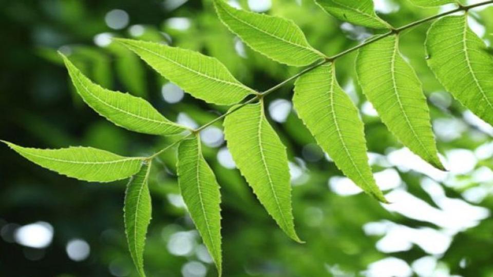 नीम की पत्तियां और कपूर से घर को बनाएं छिपकली मुक्त